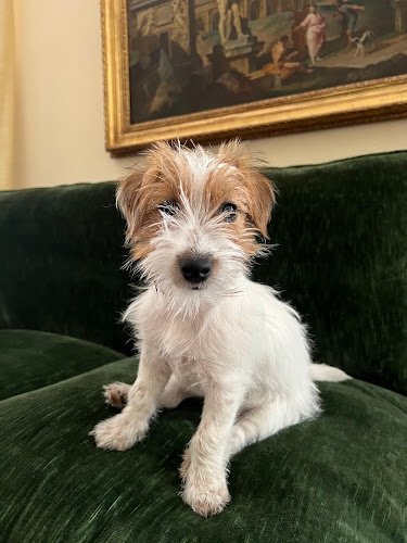 Gonzalo-Rodriguez-Adiestramiento