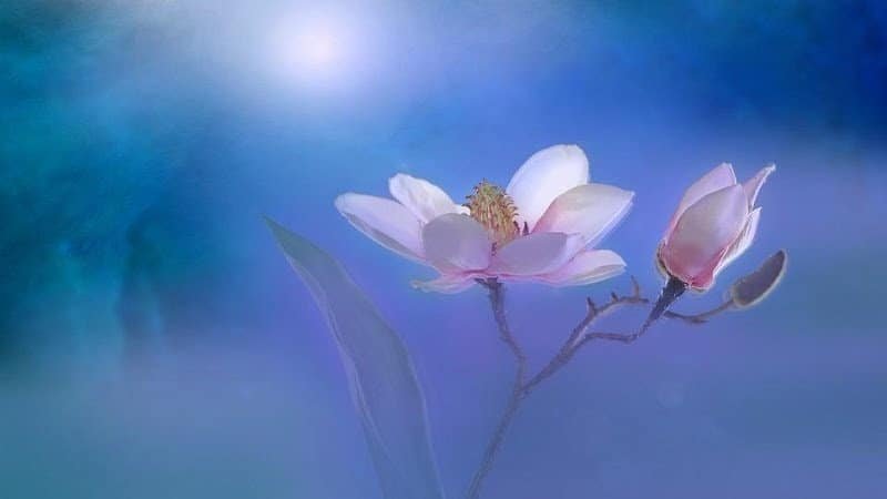 Parque-Residencial-Magnolia