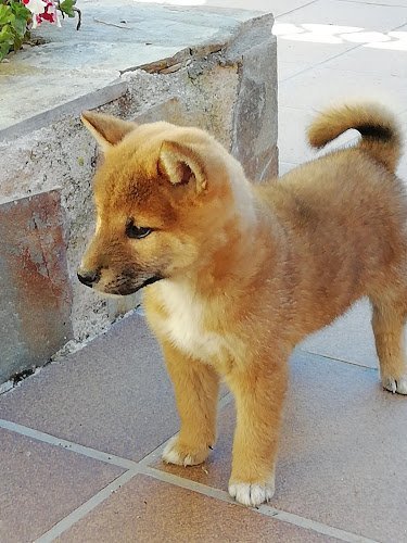 Shiba-Inu-Las-Cumbres