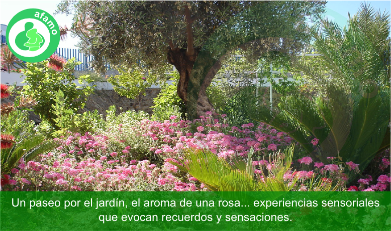 Asociacion-de-Familiares-de-Enfermos-de-Alzheimer-y-Otras-Demencias-AFAMO