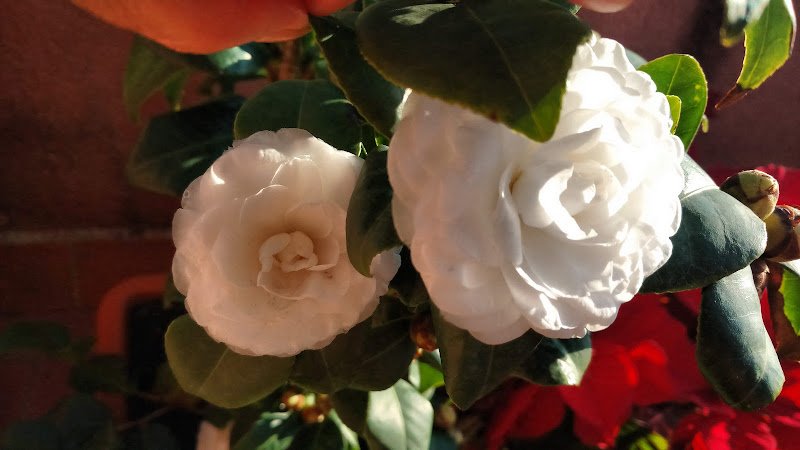 Residencia-Casa-de-Familia