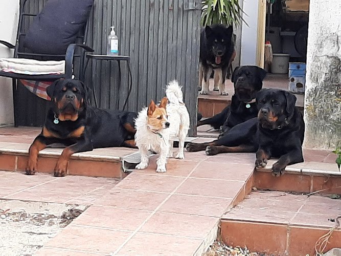 Sierra-Pelada-Cuidado-mascotas-Boarding-kennels-cattery
