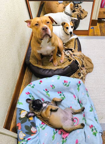 UNO-MAS-DE-LA-FAMILIA